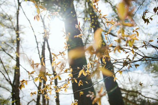 Seasonal Tree Care Checklist: What to Do Throughout the Year