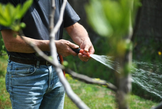 How to Promote Healthy Tree Growth with Proper Watering Techniques
