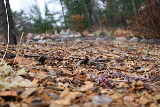 Why Mulching Matters: How to Properly Mulch Around Your Trees