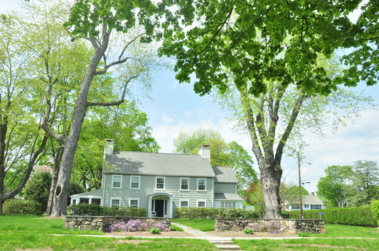 The Role of Trees in Enhancing Property Value: An In-Depth Look