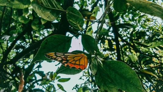 Eco-Friendly Tree Care Tips: Sustainable Practices for a Greener Yard