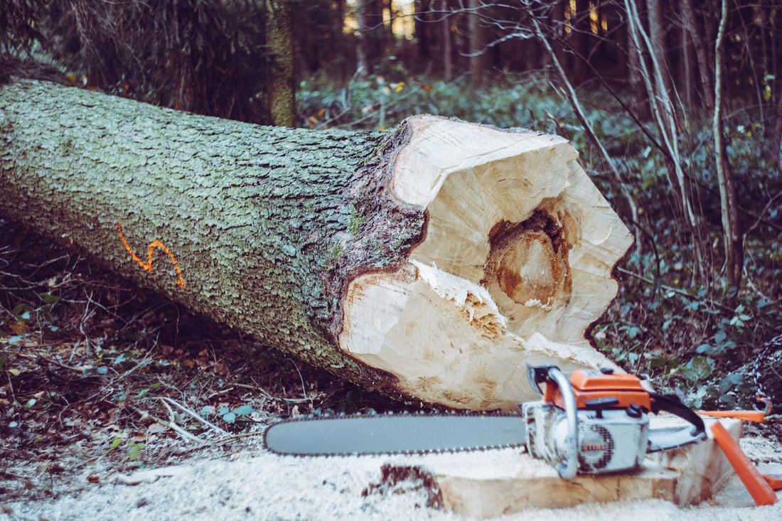 How to Safely Remove a Tree: A Step-by-Step Guide for Homeowners