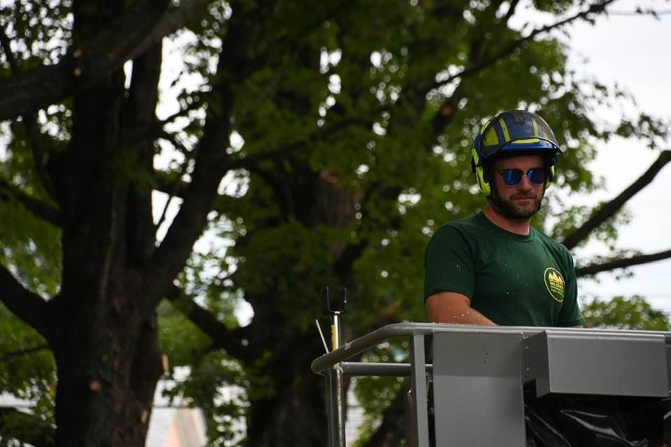 Tree worker pruning up high in a bucket truck.