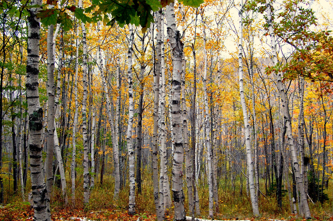 The Importance of Arbor Day: Celebrating Trees and Promoting Tree Planting