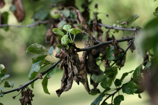 Tree Diseases to Watch Out for in New England