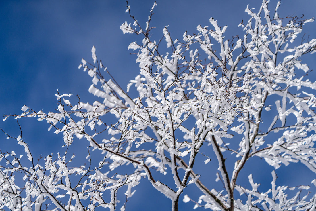 The Importance of Winter Tree Inspections: Identifying Potential Hazards