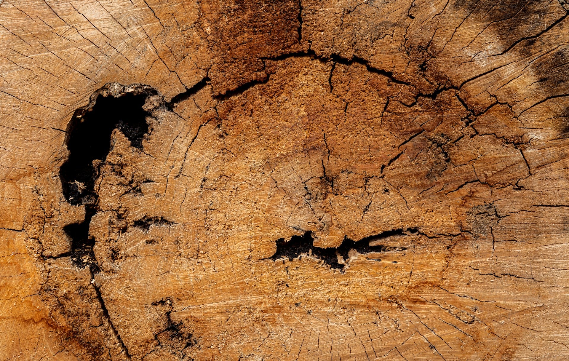Understanding Tree Growth Patterns: What Every Homeowner Should Know ...
