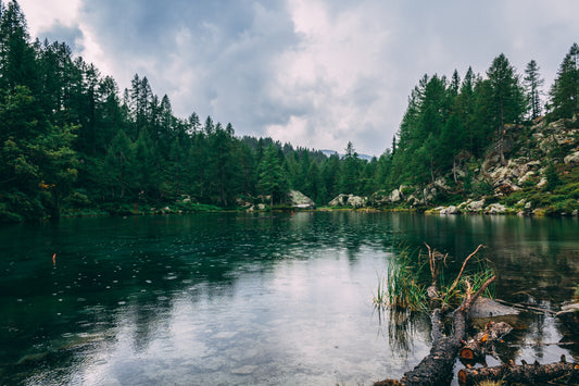 The Role of Trees in Water Conservation