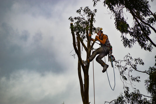 Tree Pruning Techniques for Health and Aesthetics