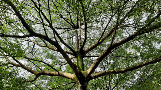 Pruning vs. Tree Topping: Understanding the Difference