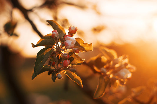 The Secrets of Tree Fertilization: When, What, and How to Feed Your Trees