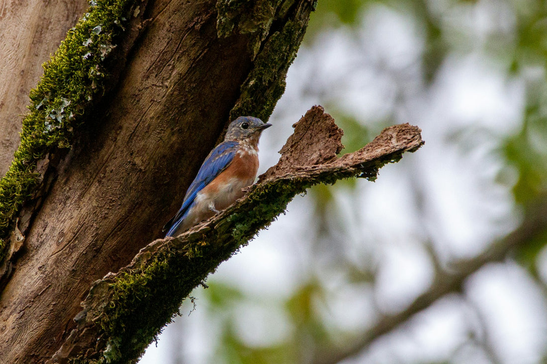 How to Encourage Wildlife to Visit Your Yard Through Tree Care