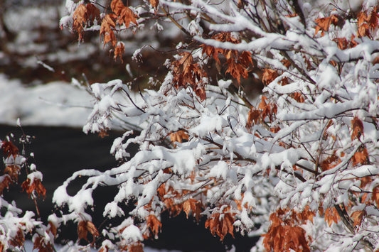 Winter Tree Care: Essential Tips for Protecting Your Trees from Cold Weather