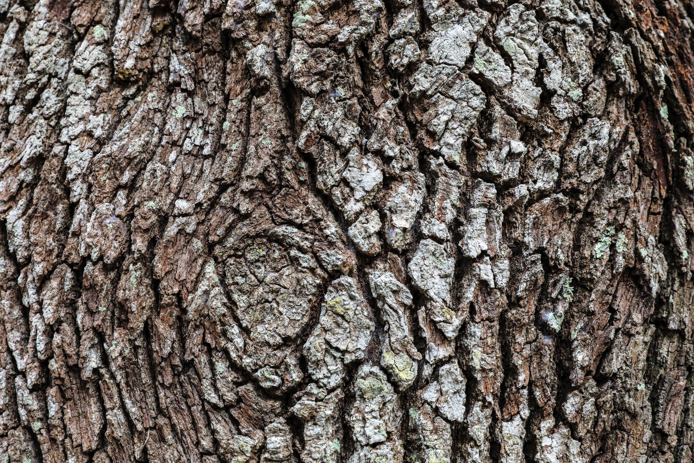 Tree Identification: What Elements to Look At When Identifying Trees ...