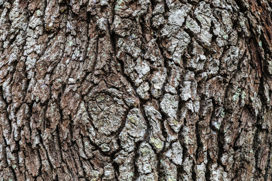 Tree Identification: What Elements to Look At When Identifying Trees