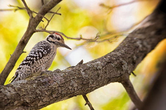 Creating a Wildlife-Friendly Garden with Native Trees and Shrubs