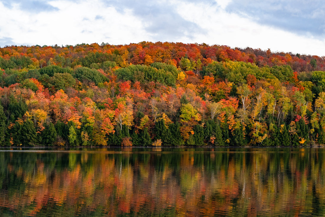 The Majesty of Fall Foliage: Best Trees for Vibrant Autumn Colors