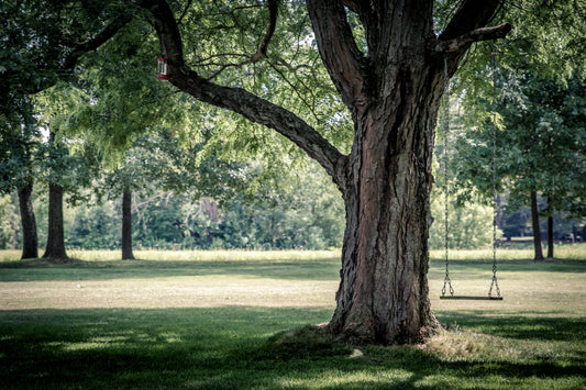 Tree Care for Mature Trees: Sustaining Beauty and Health Over Time