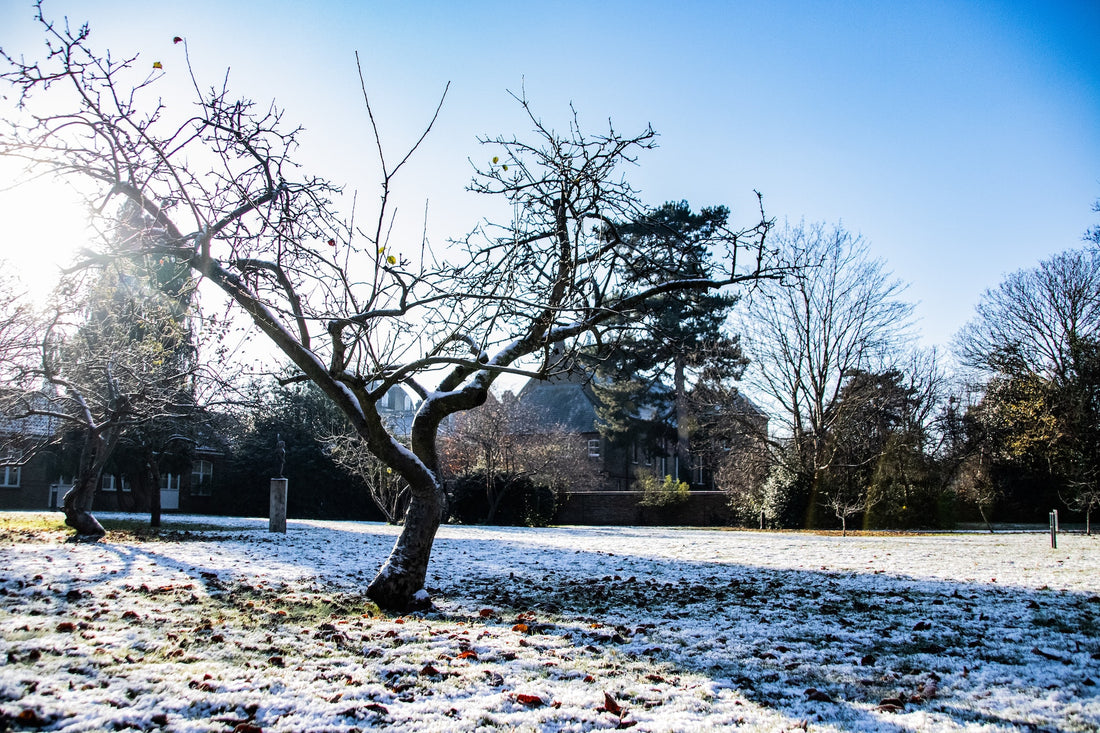Winter Pruning: Best Practices for Healthy Trees in Spring