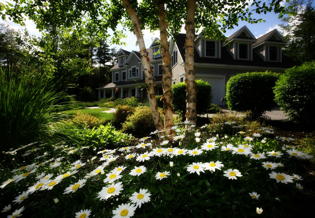 The Role of Trees in Enhancing Property Value: An In-Depth Look for Homeowners