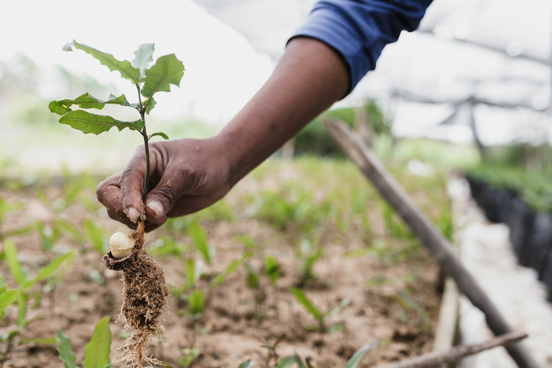 Celebrating Arbor Day 2024 with Wilder's Tree Service: Planting for a Greener Future