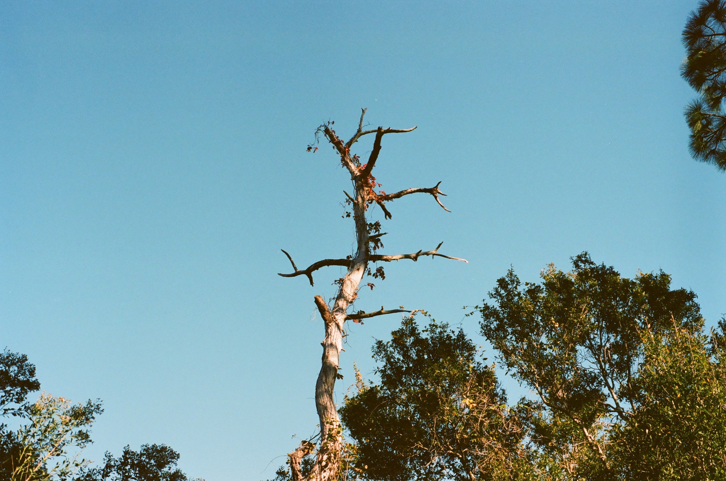Understanding Tree Risk Assessment: Identifying and Managing Hazardous ...