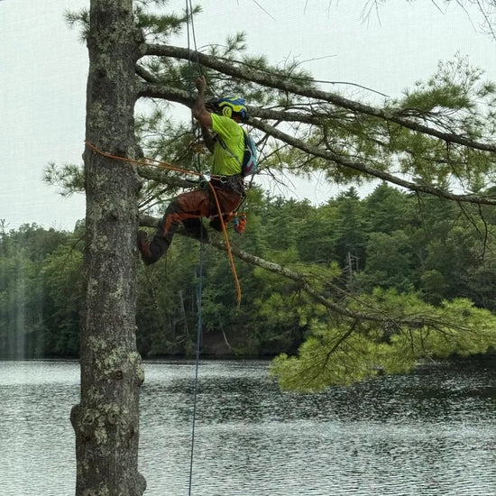 Climber repelling down a large pine tree overlooking a lake