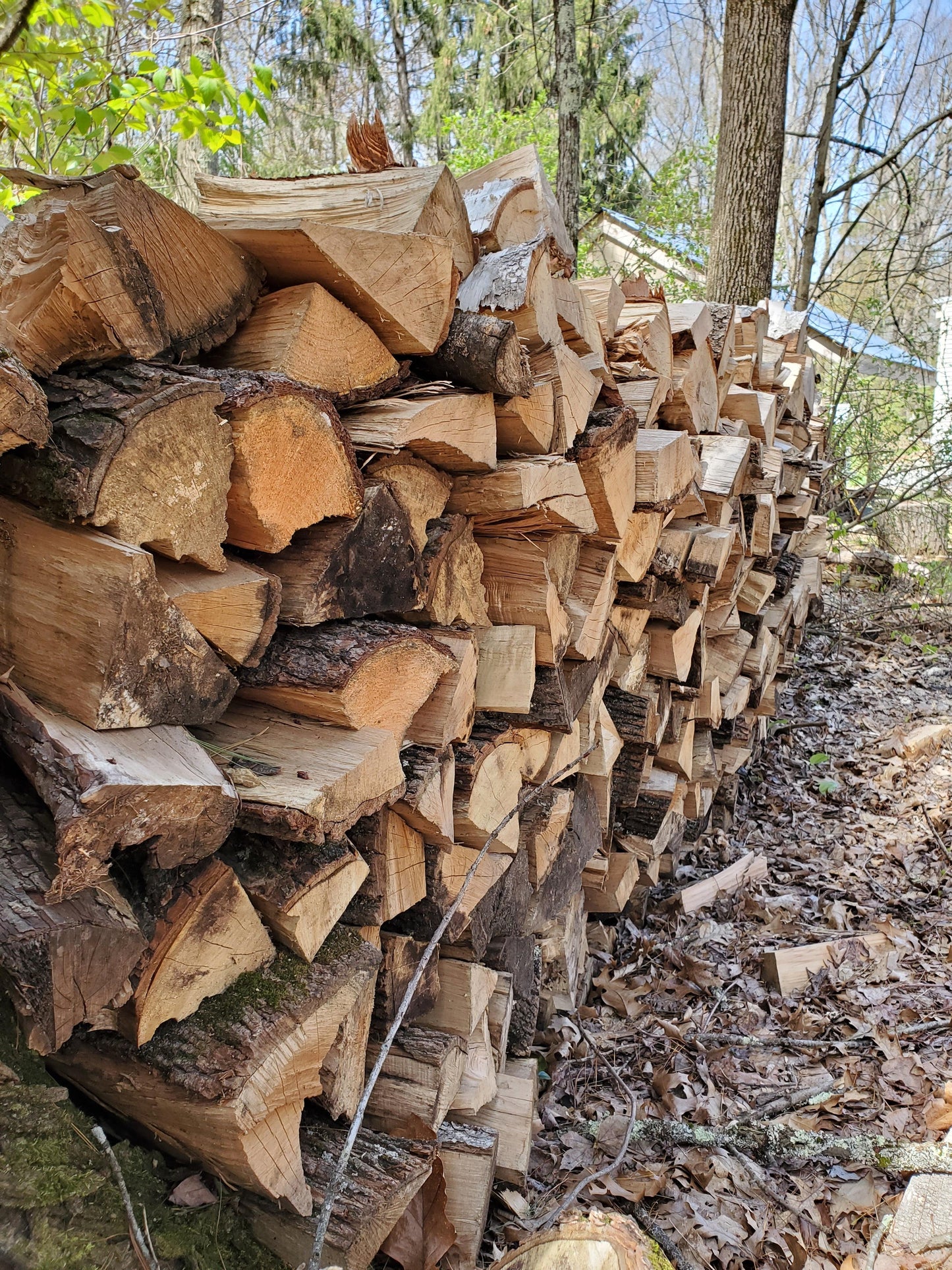 1x Cord Green Firewood